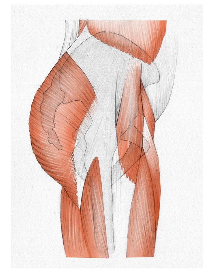 Ягодичные мышцы анатомия мультяшные